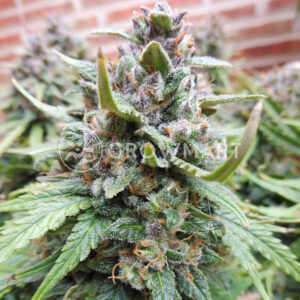 Syrup_Autoflowering_semínka_konopí