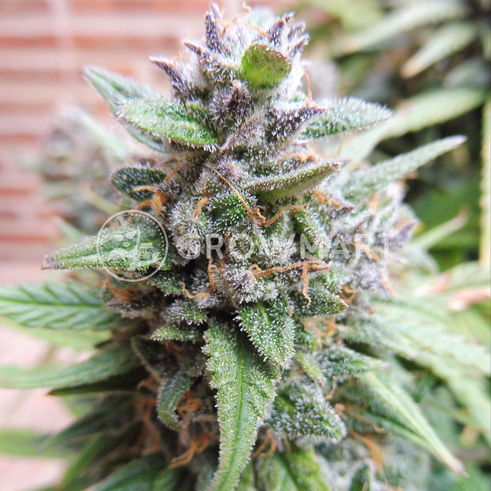 Syrup_Autoflowering_semínka_konopí