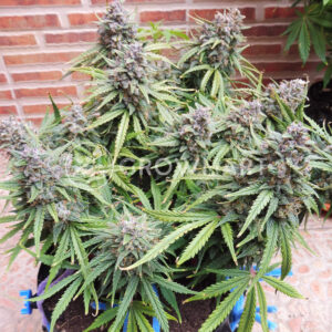 Syrup_Autoflowering_semínka_konopí