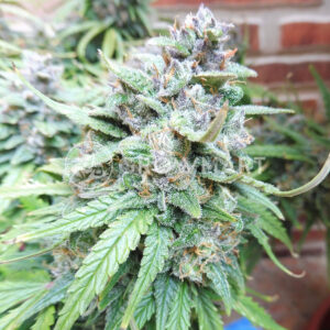 Syrup_Autoflowering_semínka_konopí