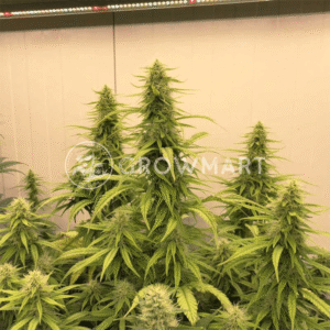 THC_Victory_seminka_konopi_1