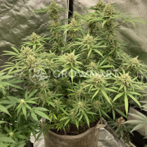 TOKAMAK_Samonakvetaci_seminka_konopi