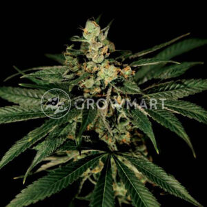 TRAIN-WRECK_Feminizovaná_semínka_konopí