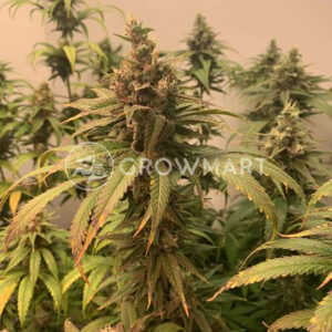 TRAIN-WRECK_Feminizovaná_semínka_konopí
