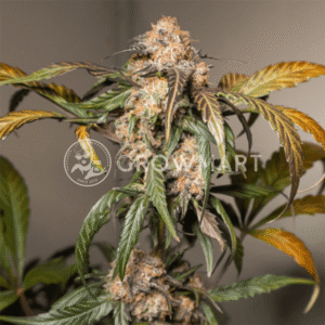 TRICHOME_&_CREAM_AUTO_seminka_konopi_1