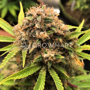 Tangerine_Dream_Auto_Autoflowering_semínka_konopí
