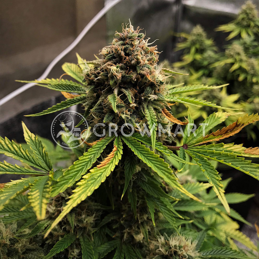 Tangerine_Dream_Auto_Autoflowering_semínka_konopí