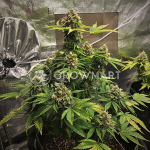 Tangerine_Dream_Auto_Autoflowering_semínka_konopí