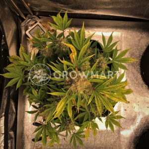 Tangerine_Dream_Auto_Autoflowering_semínka_konopí