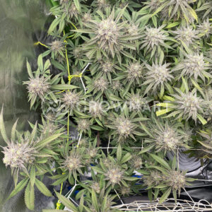 Tangerine_Sherbet_seminka_konopi