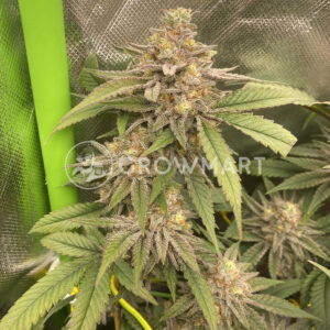 Tangerine_Sherbet_seminka_konopi