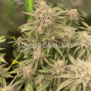 Tangerine_Sherbet_seminka_konopi