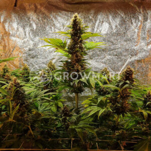 Tangerine_Sugar_seminka_konopi