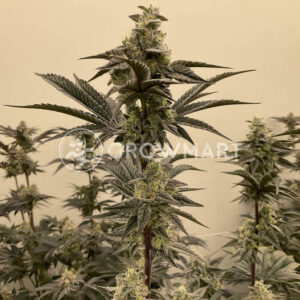 Tangie_Punch_seminka_konopi