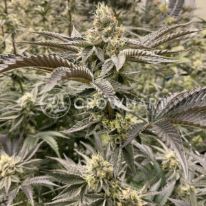 Tangie_Punch_seminka_konopi