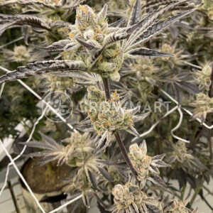 Tangie_Punch_seminka_konopia