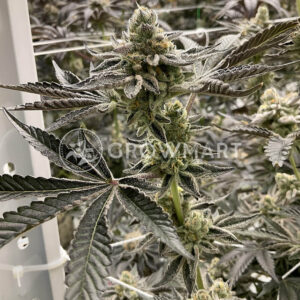 Tangie_Punch_seminka_konopia