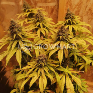 Tatanka_Pure_CBD_Feminizovaná_semínka_konopí