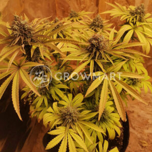 Tatanka_Pure_CBD_Feminizovaná_semínka_konopí