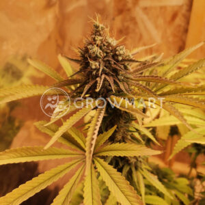 Tatanka_Pure_CBD_Feminizovaná_semínka_konopí