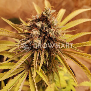 Tatanka_Pure_CBD_Feminizovaná_semínka_konopí
