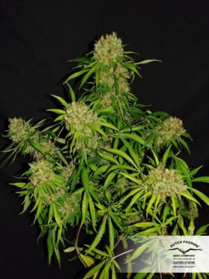 Dutch Passion - White Widow X The Ultimate® | Regular Cannabis Seeds - Image 5