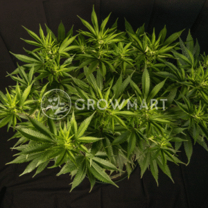 Think_Fast_seminka_konopi_1