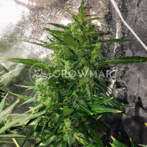 Thunder_Bloody_Mary_Autoflower_semínka_konopí