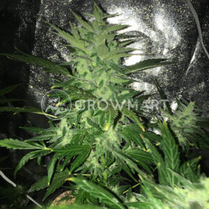 Thunder_Bloody_Mary_Autoflower_semínka_konopí