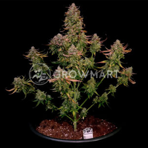 Titan_F1_Auto_seminka_konopi