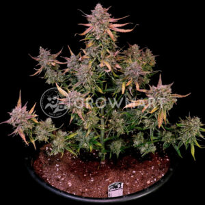 Titan_F1_Auto_seminka_konopi