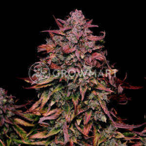 Titan_F1_Auto_seminka_konopi