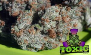 Ripper Seeds - TOXIC | Feminized cannabis seeds - Image 8