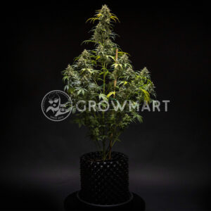 Triple_G_Auto_seminka_konopi