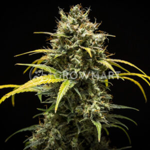 Triple_G_Auto_seminka_konopi