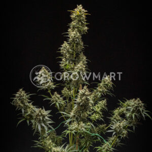 Royal Queen Seeds - Triple G Auto | Autoflowering Cannabis Seeds - Image 5