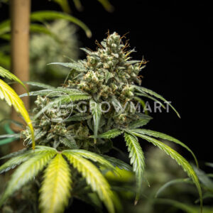 Triple_G_Auto_seminka_konopi