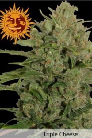 Barney's Farm - TRIPLE CHEESE™ | Feminized hemp seeds - Image 5