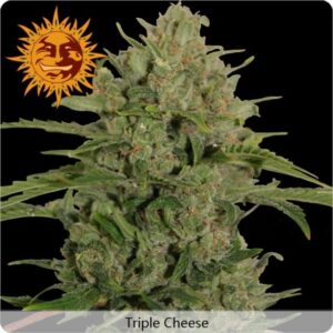 Barney's Farm - TRIPLE CHEESE™ | Feminized hemp seeds - Image 9