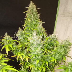 Tropica_Cookies_seminka_konopi