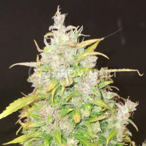 Tropica_Cookies_seminka_konopi