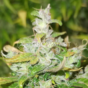 Tropica_Cookies_seminka_konopi