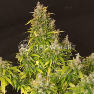 Tropica_Cookies_seminka_konopi