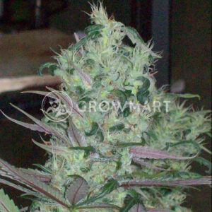 Tropical_Mix_Regulerni_seminka_konopi