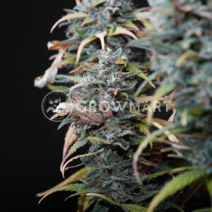 Big_Devil_#2_Auto_Seminka_konopi_3