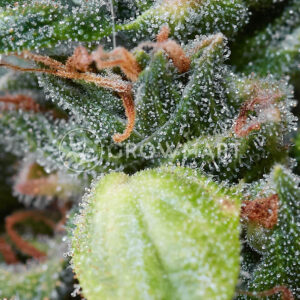 Big_Devil_#2_Auto_Seminka_konopi