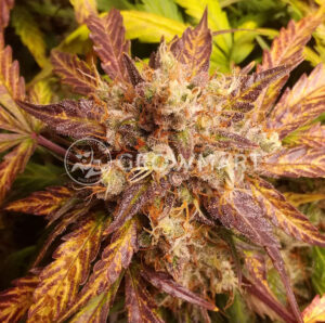 VISION_JACK_AUTO_Autoflowering_semínka_konopí