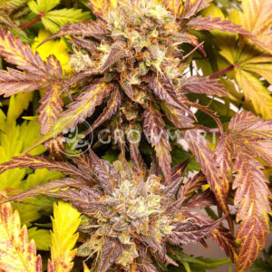 VISION_JACK_AUTO_Autoflowering_semínka_konopí
