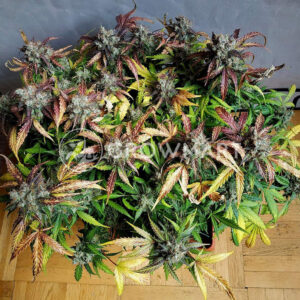 VISION_JACK_AUTO_Autoflowering_semínka_konopí