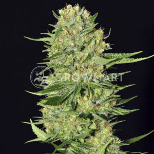 Veneno_Feminizovaná_semínka_konopí